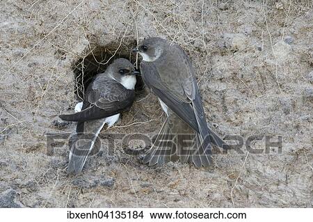 Sand Martins (Riparia riparia), Emsland, Lower Saxony, Germany, Europe View Large Photo Image Picture - Sand Martins (Riparia riparia), Emsland, Lower Saxony, Germany, Europe. Fotosearch