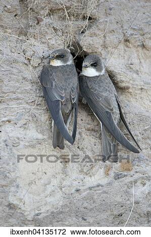 Sand Martins (Riparia riparia), Emsland, Lower Saxony, Germany, Europe View Large Photo Image Stock Image - Sand Martins (Riparia riparia), Emsland, Lower Saxony, Germany, Europe. Fotosearch
