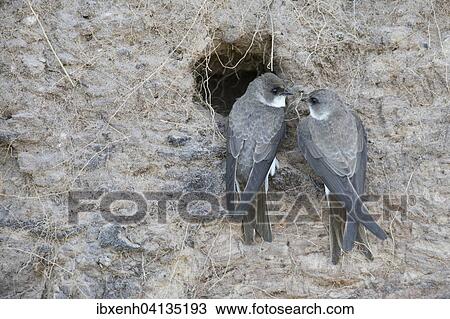 Stock Image - Sand Martins (Riparia riparia), Emsland, Lower Saxony, Germany, Europe. Fotosearch