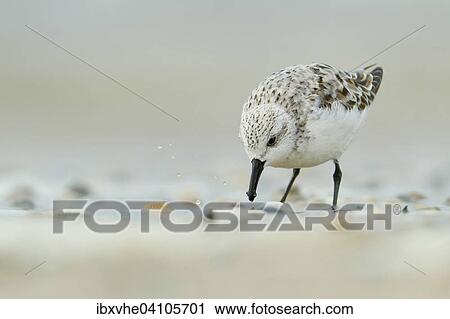 Sanderling (Calidris alba) on the beach, Texel, The Netherlands, Europe View Large Photo Image Stock Image - Sanderling (Calidris alba) on the beach, Texel, The Netherlands, Europe. Fotosearch