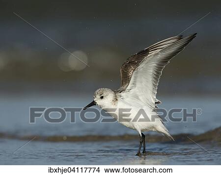 Picture - Sanderling (Calidris alba), Texel, North Holland, The Netherlands, Europe. Fotosearch