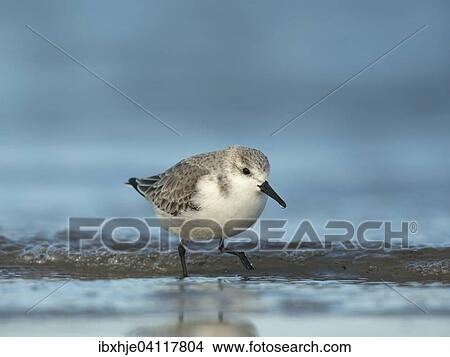 Sanderling (Calidris alba), Texel, North Holland, The Netherlands, Europe View Large Photo Image Picture - Sanderling (Calidris alba), Texel, North Holland, The Netherlands, Europe. Fotosearch