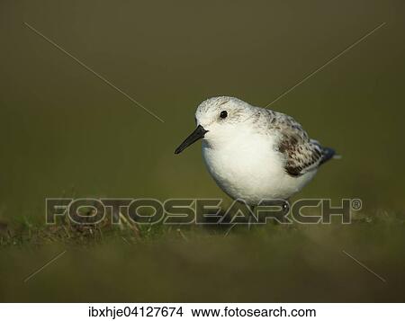 Picture - Sanderling (Calidris alba), Texel, Province of North Holland, The Netherlands, Europe. Fotosearch