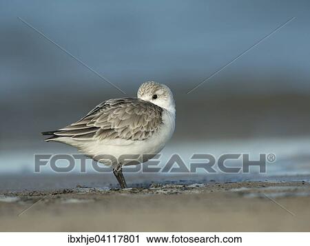 Stock Image - Sanderling (Calidris alba), Texel, North Holland, The Netherlands, Europe. Fotosearch