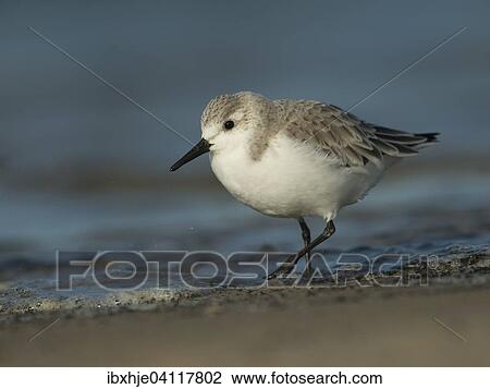 Stock Image - Sanderling (Calidris alba), Texel, North Holland, The Netherlands, Europe. Fotosearch