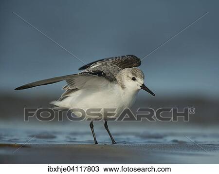Stock Image - Sanderling (Calidris alba), Texel, North Holland, The Netherlands, Europe. Fotosearch