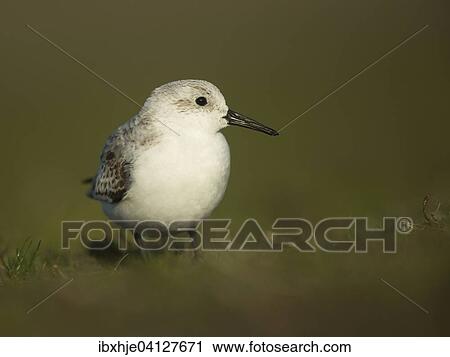 Stock Image - Sanderling (Calidris alba), Texel, Province of North Holland, The Netherlands, Europe. Fotosearch