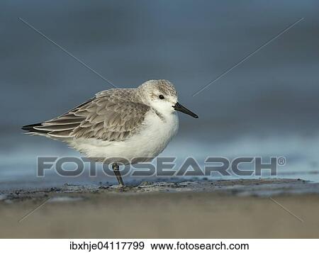 Stock Photo - Sanderling (Calidris alba), Texel, North Holland, The Netherlands, Europe. Fotosearch