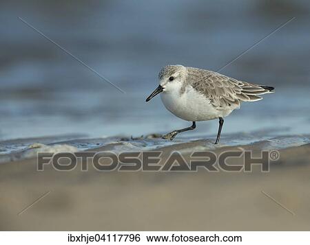 Sanderling (Calidris alba), Texel, North Holland, The Netherlands, Europe View Large Photo Image Stock Photograph - Sanderling (Calidris alba), Texel, North Holland, The Netherlands, Europe. Fotosearch
