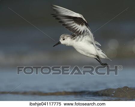 Stock Photography - Sanderling (Calidris alba), Texel, North Holland, The Netherlands, Europe. Fotosearch