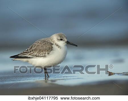 Sanderling (Calidris alba), Texel, North Holland, The Netherlands, Europe View Large Photo Image Stock Photography - Sanderling (Calidris alba), Texel, North Holland, The Netherlands, Europe. Fotosearch