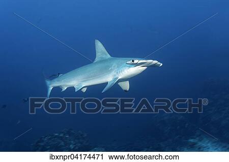 Stock Image - Scalloped hammerhead, also bronze, kidney-headed or southern hammerhead (Sphyrna lewini), Cocos Island, Costa Rica, North America. Fotosearch