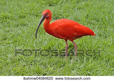 Scarlet Ibis (Eudocimus ruber), captive, Plettenberg Bay, Western Cape, South Africa, Africa View Large Photo Image Stock Image - Scarlet Ibis (Eudocimus ruber), captive, Plettenberg Bay, Western Cape, South Africa, Africa. Fotosearch