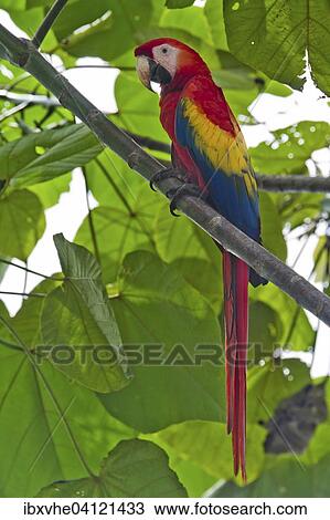 Scarlet macaw (Ara macao) in a tree, Pacific Coast, Costa Rica, North America View Large Photo Image Stock Image - Scarlet macaw (Ara macao) in a tree, Pacific Coast, Costa Rica, North America. Fotosearch