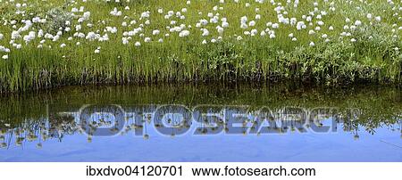 Scheuchzer's cottongrass (Eriophorum scheuchzeri), reflection in a small mountain lake, Canton of Valais, Switzerland, Europe View Large Photo Image Stock Image - Scheuchzer's cottongrass (Eriophorum scheuchzeri), reflection in a small mountain lake, Canton of Valais, Switzerland, Europe. Fotosearch