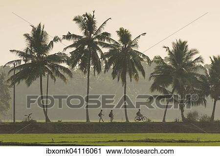 School children on the way home, palm tree avenue, Kerala, Malabar Coast, South India, India, Asia View Large Photo Image Stock Image - School children on the way home, palm tree avenue, Kerala, Malabar Coast, South India, India, Asia. Fotosearch