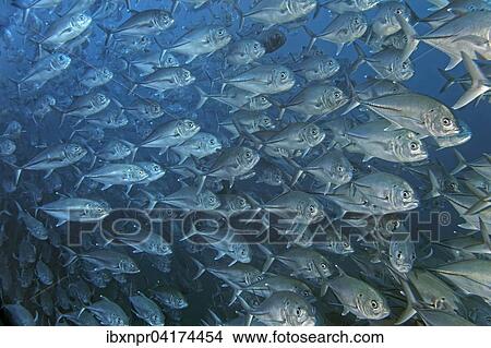 Picture - School of bigeye trevally (Caranx sexfasciatus), Cocos Island, Costa Rica, North America. Fotosearch