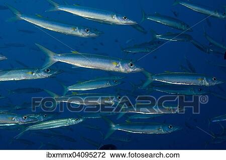 School of Sharpfin Barracuda (Sphyraena helleri), Palau, Oceania View Large Photo Image Stock Image - School of Sharpfin Barracuda (Sphyraena helleri), Palau, Oceania. Fotosearch