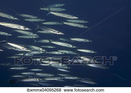 School of Sharpfin Barracuda (Sphyraena helleri), Palau, Oceania View Large Photo Image Stock Photo - School of Sharpfin Barracuda (Sphyraena helleri), Palau, Oceania. Fotosearch
