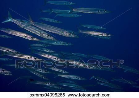School of Sharpfin Barracuda (Sphyraena helleri), Palau, Oceania View Large Photo Image Stock Photography - School of Sharpfin Barracuda (Sphyraena helleri), Palau, Oceania. Fotosearch