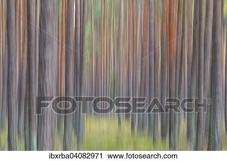Scots pines (Pinus sylvestris), pine monoculture, abstract, Darss, Western Pomerania Lagoon Area National Park, Mecklenburg-Western Pomerania, Germany, Europe View Large Photo Image Stock Image - Scots pines (Pinus sylvestris), pine monoculture, abstract, Darss, Western Pomerania Lagoon Area National Park, Mecklenburg-Western Pomerania, Germany, Europe. Fotosearch