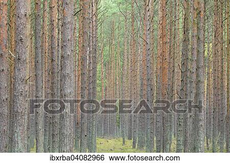 Scots pines (Pinus sylvestris), pine monoculture, Darss, Western Pomerania Lagoon Area National Park, Mecklenburg-Western Pomerania, Germany, Europe View Large Photo Image Stock Photograph - Scots pines (Pinus sylvestris), pine monoculture, Darss, Western Pomerania Lagoon Area National Park, Mecklenburg-Western Pomerania, Germany, Europe. Fotosearch