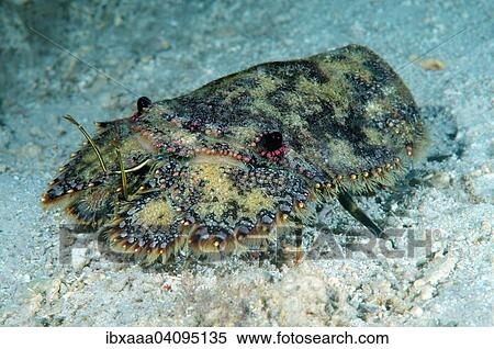Sea Cockroach (Parribacus antarcticus), Bohol Sea, Philippines, Asia View Large Photo Image Stock Photography - Sea Cockroach (Parribacus antarcticus), Bohol Sea, Philippines, Asia. Fotosearch