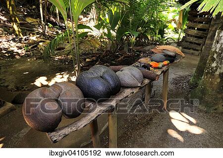 Sea coconut, coco de mer (Lodoicea maldivica), Nature Reserve Vallee de Mai, UNESCO World heritage site, Praslin Island, Seychelles, Africa View Large Photo Image Stock Image - Sea coconut, coco de mer (Lodoicea maldivica), Nature Reserve Vallee de Mai, UNESCO World heritage site, Praslin Island, Seychelles, Africa. Fotosearch