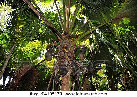 Sea coconut, coco de mer (Lodoicea maldivica), Nature Reserve Vallee de Mai, UNESCO World heritage site, Praslin Island, Seychelles, Africa View Large Photo Image Stock Photo - Sea coconut, coco de mer (Lodoicea maldivica), Nature Reserve Vallee de Mai, UNESCO World heritage site, Praslin Island, Seychelles, Africa. Fotosearch