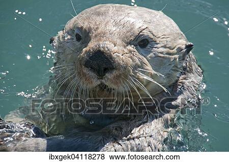 Stock Photo - Sea Otter (Enhydra lutris), Valdez, Alaska, USA. Fotosearch