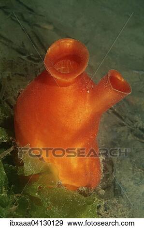 Sea Peach (Halocynthia aurantium), Sea of Japan, Primorsky Krai, Russia, Europe View Large Photo Image Stock Photo - Sea Peach (Halocynthia aurantium), Sea of Japan, Primorsky Krai, Russia, Europe. Fotosearch