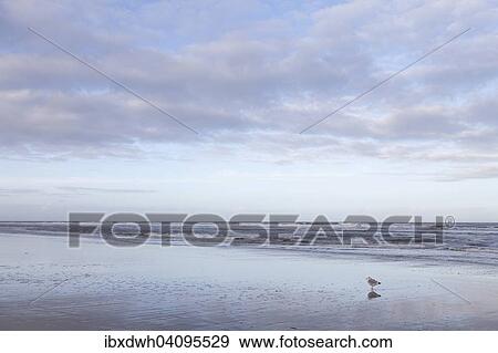 Seagull, Lower Saxon Wadden Sea National Park, Langeoog Island, East Frisia, North Sea Coast, Lower Saxony, Germany, Europe View Large Photo Image Stock Photo - Seagull, Lower Saxon Wadden Sea National Park, Langeoog Island, East Frisia, North Sea Coast, Lower Saxony, Germany, Europe. Fotosearch