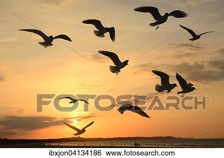 Seagulls in flight at sunset, Swinoujscie, West Pomeranian, Poland, Europe View Large Photo Image Stock Photograph - Seagulls in flight at sunset, Swinoujscie, West Pomeranian, Poland, Europe. Fotosearch