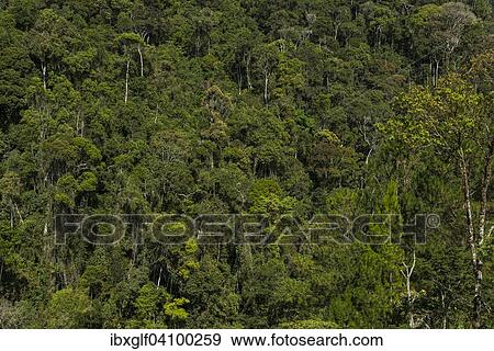 Stock Photo - Secondary forest, Ranomafana, Madagascar, Africa. Fotosearch