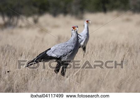 Stock Photo - Secretarybird (Sagittarius serpentarius), Etosha National Park, Namibia, Africa. Fotosearch