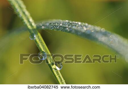 Stock Photography - Sedge (Carex), raindrops on sedge, North Rhine-Westphalia, Germany, Europe. Fotosearch
