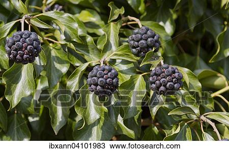 Seed pods, Common Ivy (Hedera helix), Palatinate, Rhineland-Palatinate, Germany, Europe View Large Photo Image Stock Image - Seed pods, Common Ivy (Hedera helix), Palatinate, Rhineland-Palatinate, Germany, Europe. Fotosearch