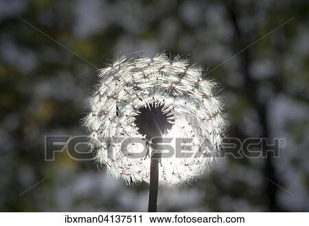 Stock Image - Seedhead, Dandelion (Taraxacum officinale), blowball, Bavaria, Germany, Europe. Fotosearch