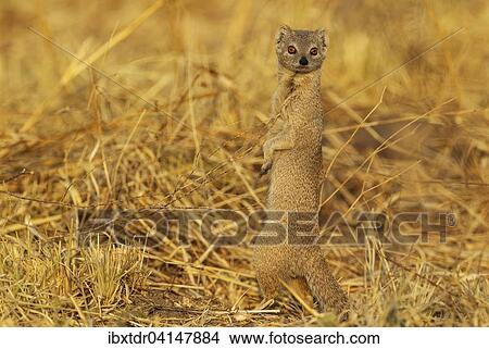 Selous Mongoose (Paracynictis selousi), Savuti, Chobe National Park, Botswana, Africa View Large Photo Image Picture - Selous Mongoose (Paracynictis selousi), Savuti, Chobe National Park, Botswana, Africa. Fotosearch