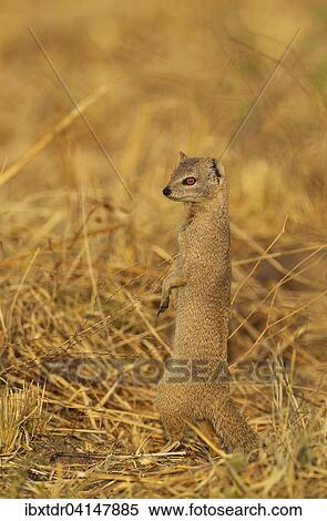 Selous Mongoose (Paracynictis selousi), Savuti, Chobe National Park, Botswana, Africa View Large Photo Image Stock Photography - Selous Mongoose (Paracynictis selousi), Savuti, Chobe National Park, Botswana, Africa. Fotosearch