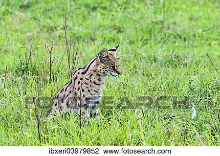 Serval (Leptailurus serval), Ngorongoro Crater, Tanzania, Africa View Large Photo Image Stock Image - Serval (Leptailurus serval), Ngorongoro Crater, Tanzania, Africa. Fotosearch