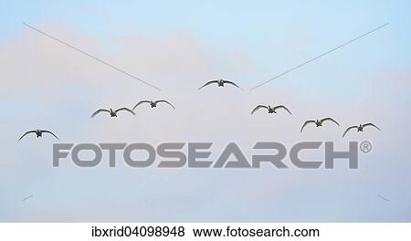 Seven flying Whooper Swans (Cygnus cygnus), Netherlands View Large Photo Image Stock Photo - Seven flying Whooper Swans (Cygnus cygnus), Netherlands. Fotosearch