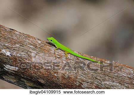 Seychelles Small Day Gecko or Stripeless Day Gecko (Phelsuma astriata semicarinata), Curieuse Island, Seychelles, Africa View Large Photo Image Stock Photography - Seychelles Small Day Gecko or Stripeless Day Gecko (Phelsuma astriata semicarinata), Curieuse Island, Seychelles, Africa. Fotosearch