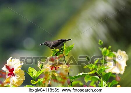 Seychelles Sunbird (Nectarinia dussumieri), Mahe, Seychelles, Africa View Large Photo Image Stock Photography - Seychelles Sunbird (Nectarinia dussumieri), Mahe, Seychelles, Africa. Fotosearch