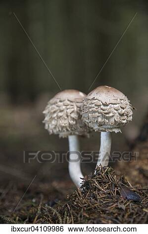 Shaggy parasol (Chlorophyllum rhacodes), Thuringia, Germany, Europe View Large Photo Image Stock Photograph - Shaggy parasol (Chlorophyllum rhacodes), Thuringia, Germany, Europe. Fotosearch