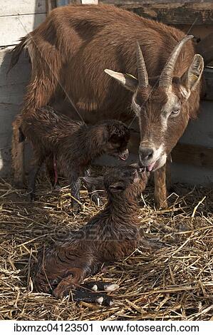 Stock Image - She-goat licking her newborn goatlings in the stable, Othenstorf, Mecklenburg-Western Pomerania, Germany, Europe. Fotosearch