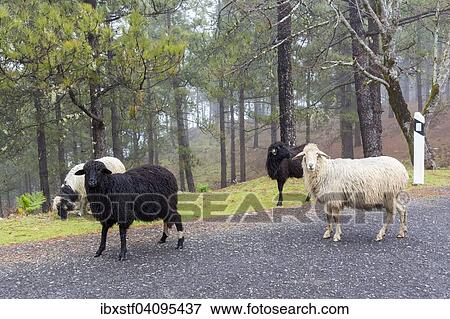 Sheep by the roadside, Gran Canaria, Canary Islands, Spain, Europe View Large Photo Image Stock Photo - Sheep by the roadside, Gran Canaria, Canary Islands, Spain, Europe. Fotosearch