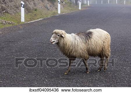 Sheep crossing a road, Gran Canaria, Canary Islands, Spain, Europe View Large Photo Image Stock Photograph - Sheep crossing a road, Gran Canaria, Canary Islands, Spain, Europe. Fotosearch