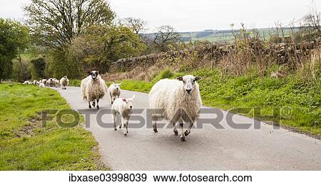 Sheep flock, ewes and lambs, walking up rural road, Haydon Bridge, Northumberland, England, United Kingdom, Europe View Large Photo Image Stock Photo - Sheep flock, ewes and lambs, walking up rural road, Haydon Bridge, Northumberland, England, United Kingdom, Europe. Fotosearch