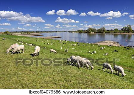 Sheep grazing on a dyke, Vierlande and Marschlande region, Hamburg, Germany, Europe View Large Photo Image Stock Photograph - Sheep grazing on a dyke, Vierlande and Marschlande region, Hamburg, Germany, Europe. Fotosearch